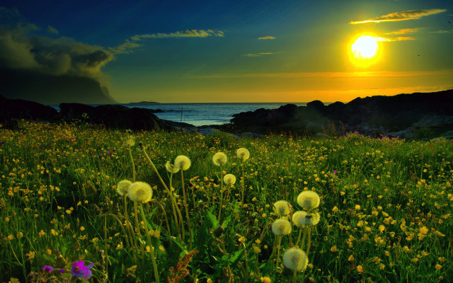 Flower field sunset water rocks free wallpaper for desktop - medium preview image