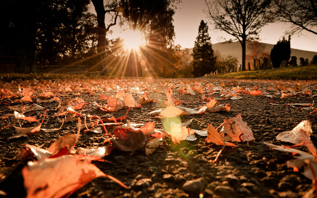 Autumn leaves sunshine trees forest free wallpaper for desktop - medium preview image