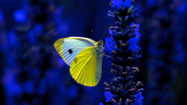 Yellow butterfly purple flower blue free wallpaper for desktop - medium preview image