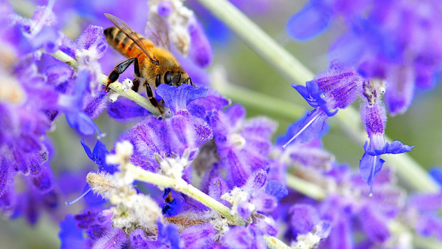 Bee purple flower macro blurry #2 free wallpaper for desktop - medium preview image