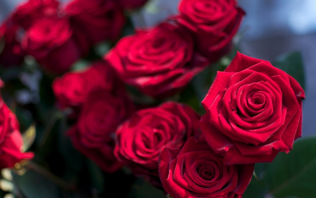 Red roses green leaves blurry #2 free wallpaper for desktop - medium preview image