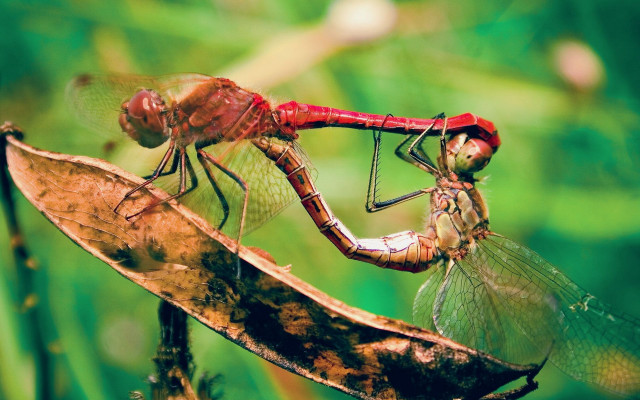 Dragonflies fighting leaf forest macro free wallpaper for desktop - medium preview image