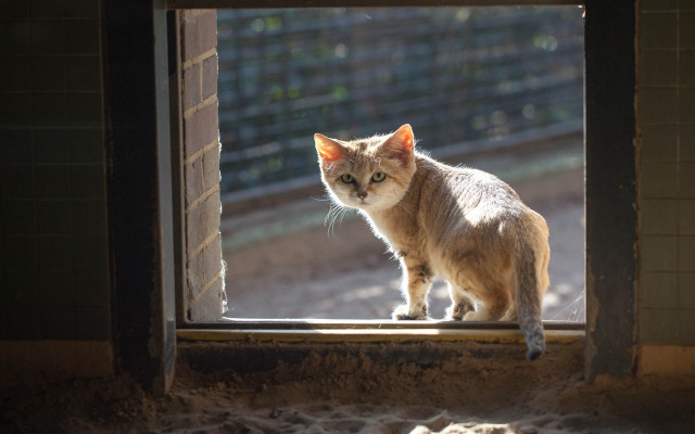 Cat window sill fence australian free wallpaper for desktop - medium preview image