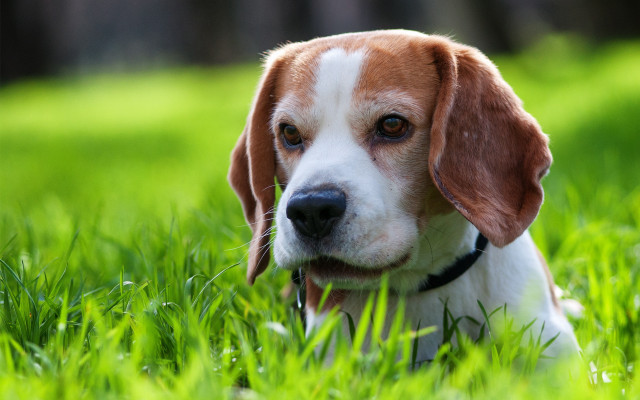 Sad dog in grass outdoors free wallpaper for desktop - medium preview image