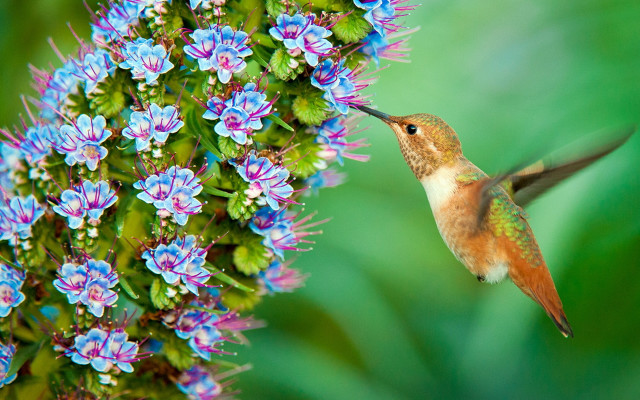 Hummingbird purpleflower greenleaves blueflower macro free wallpaper for desktop - medium preview image