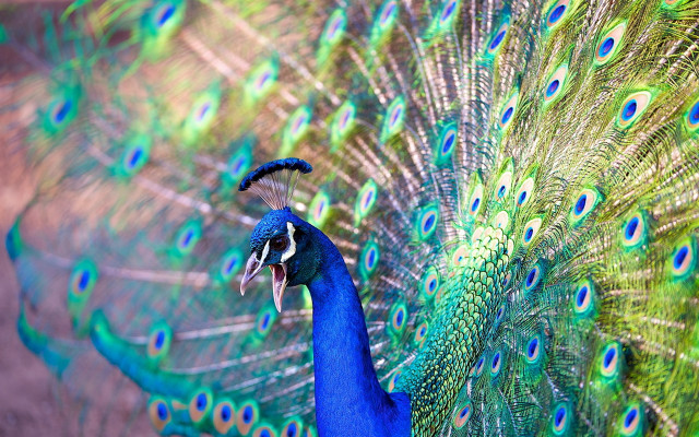 Peacock open feathers vivid color free wallpaper for desktop - medium preview image