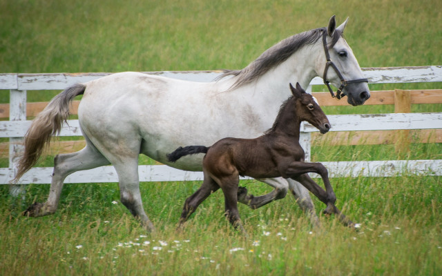 Horse foal running field flowers free wallpaper for desktop - medium preview image
