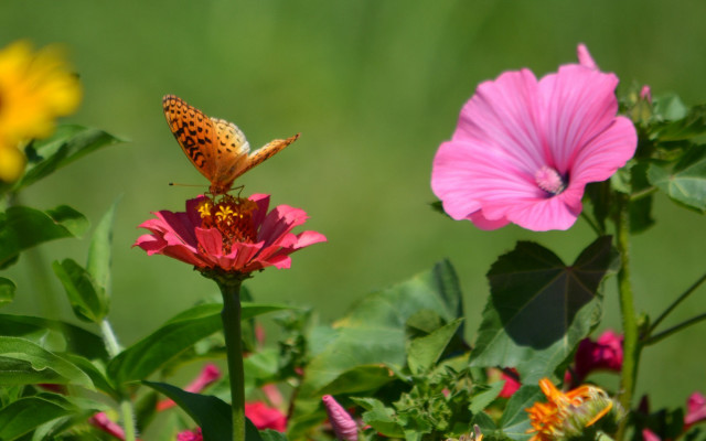 Butterfly flower field pink background free wallpaper for desktop - medium preview image