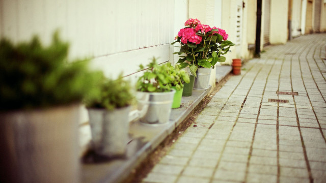 Potted plants ledge brickwalkway flower free wallpaper for desktop - medium preview image