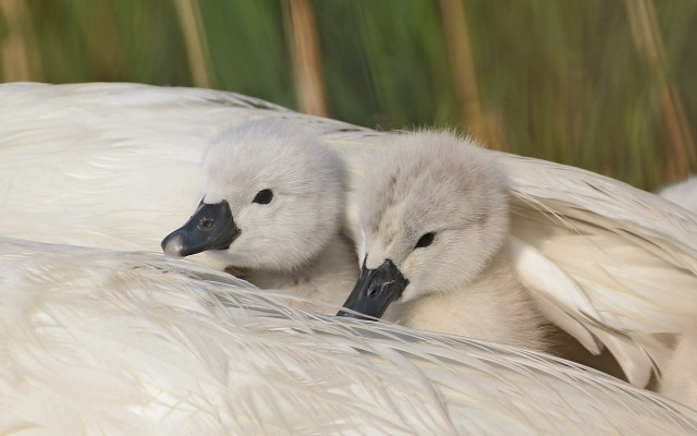 White birds feathers bamboo naturalism free wallpaper for desktop - medium preview image