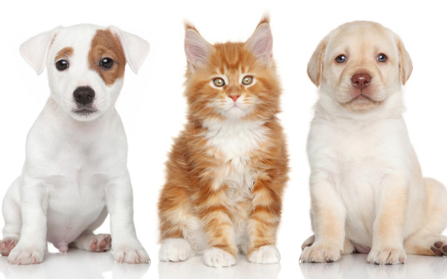Three puppies cat white background free wallpaper for desktop - medium preview image