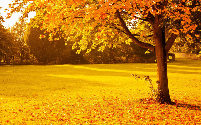 Autumn tree yellow leaves park free wallpaper for desktop - medium preview image