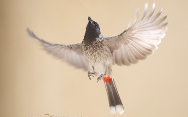 Bird flying over bread wings free wallpaper for desktop - medium preview image