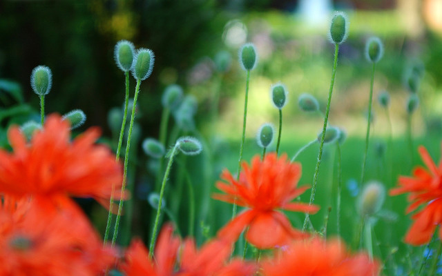 Red flower field bokeh autumn free wallpaper for desktop - medium preview image