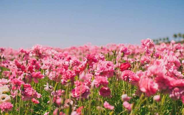 Pink flowers blue sky white free wallpaper for desktop - medium preview image