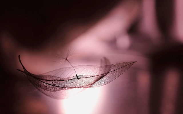 Leaf light moon blurry closeup free wallpaper for desktop - medium preview image