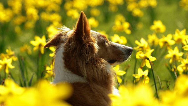 Dog field yellow flowers autumn free wallpaper for desktop - medium preview image