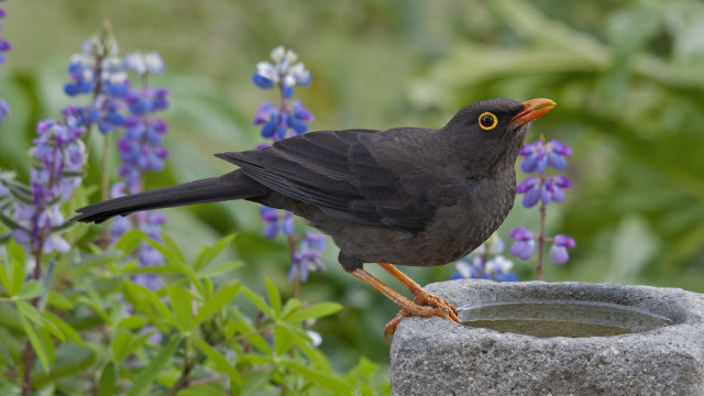 Black bird garden purple flowers free wallpaper for desktop - medium preview image
