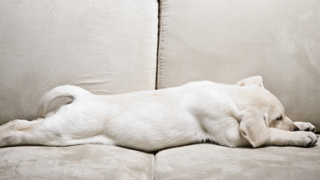 White dog laying couch pillow free wallpaper for desktop - medium preview image