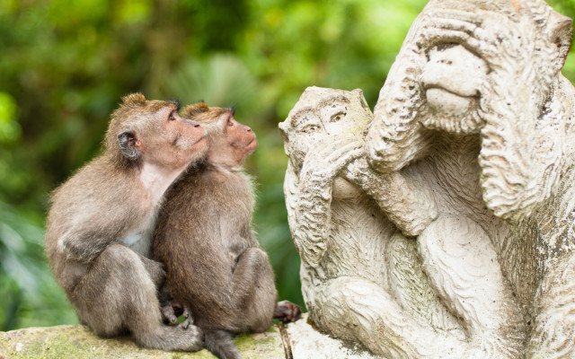 Monkeys rock statue shiba inu free wallpaper for desktop - medium preview image