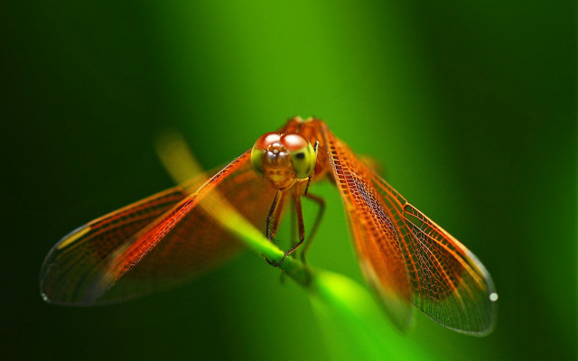 Dragonfly closeup green blurry macro free wallpaper for desktop - medium preview image