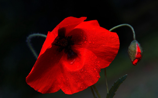 Red flower water droplets macro #3 free wallpaper for desktop - medium preview image