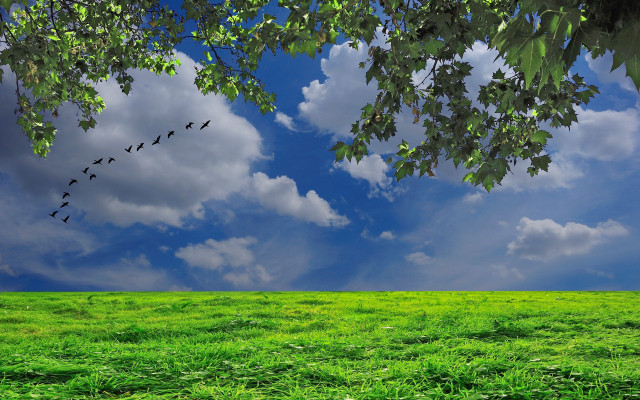 Birds flying over green field free wallpaper for desktop - medium preview image