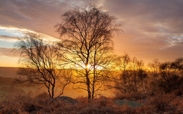 Sunset trees foggy sky early free wallpaper for desktop - medium preview image