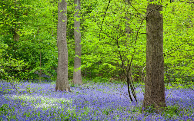 Forest blueflowers trees shadows nature free wallpaper for desktop - medium preview image