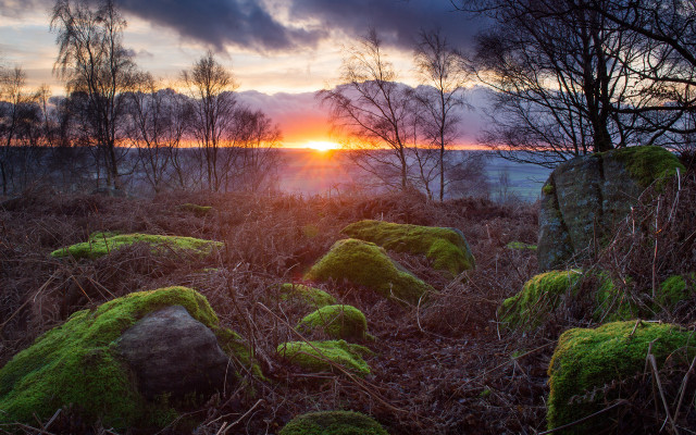 Sunset forest moss rocks trees free wallpaper for desktop - medium preview image