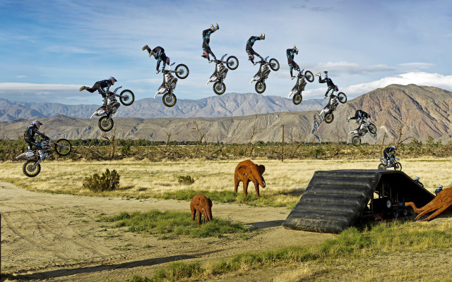 Motorcycle jumping over animals outdoors free wallpaper for desktop - medium preview image