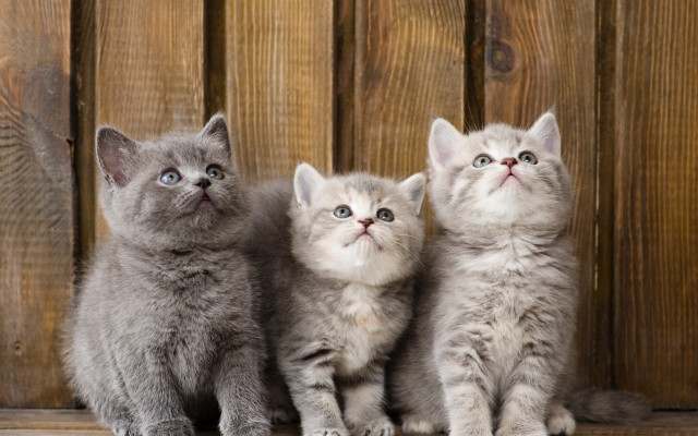 Three kittens wooden background animals free wallpaper for desktop - medium preview image