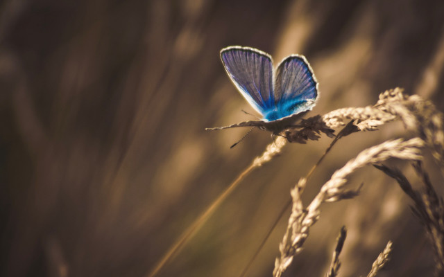 Blue butterfly on plant field free wallpaper for desktop - medium preview image