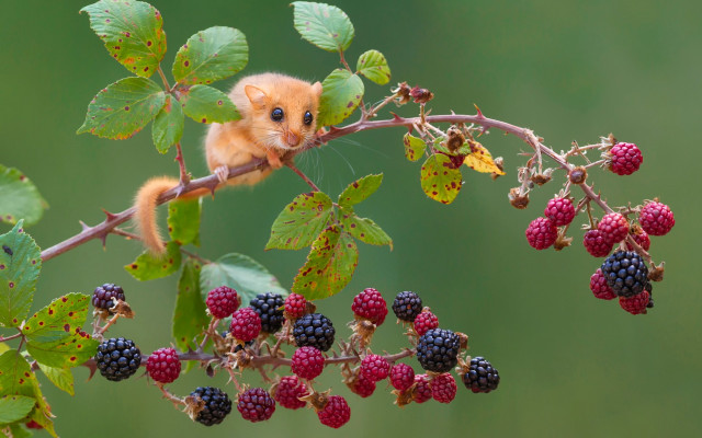 Small animal berry plant microscopic free wallpaper for desktop - medium preview image