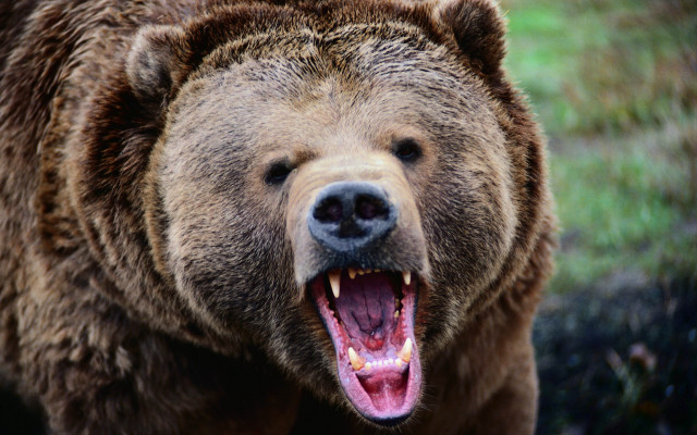 Brown bear open mouth teeth #2 free wallpaper for desktop - medium preview image