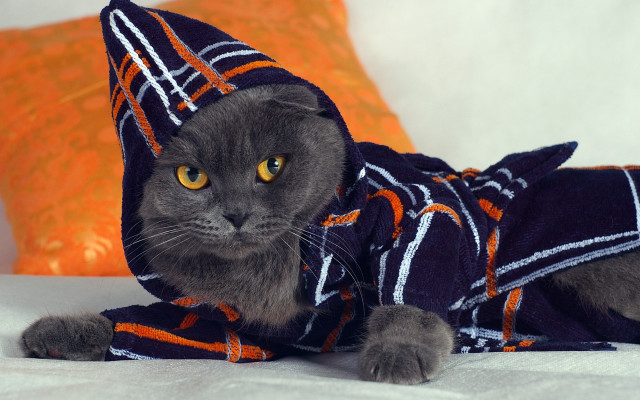 Cat robe hat bed pillows free wallpaper for desktop - medium preview image