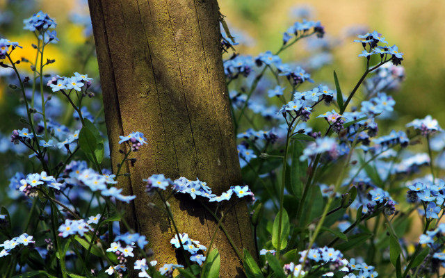 Blue flower tree field butterfly free wallpaper for desktop - medium preview image