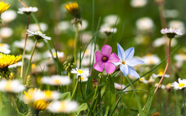 Wildflowers daisies field bokeh blurry free wallpaper for desktop - medium preview image