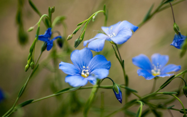Blue flowers green stems bokeh free wallpaper for desktop - medium preview image