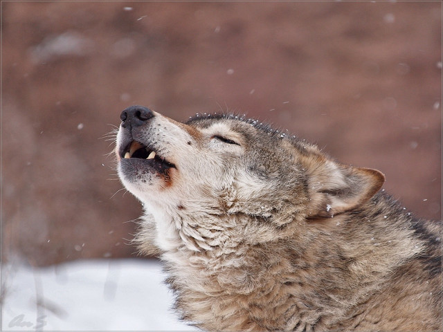 Wolf looking up open mouth free wallpaper for desktop - medium preview image