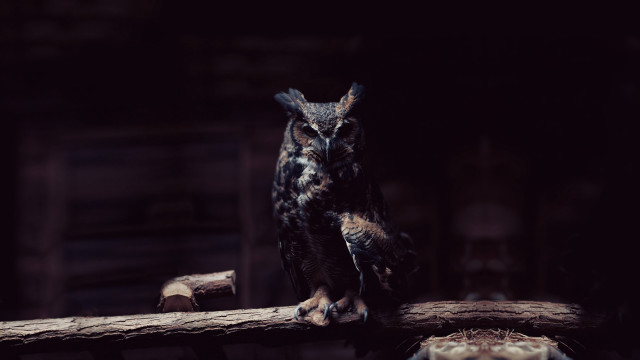 Owl log dark room wooden free wallpaper for desktop - medium preview image