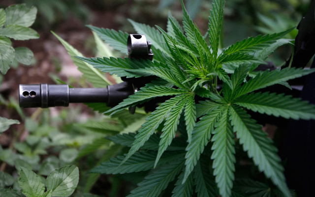 Plant bug leaf butterfly bamboo free wallpaper for desktop - medium preview image