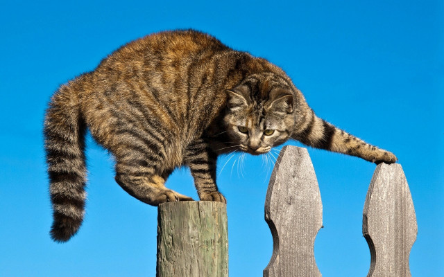 Cat wooden fence post paw free wallpaper for desktop - medium preview image