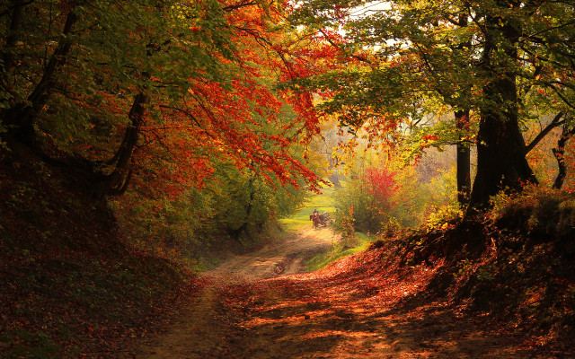 Dirt road autumn leaves forest #2 free wallpaper for desktop - medium preview image