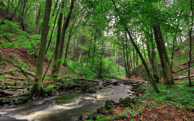 Lush forest stream hillside nature free wallpaper for desktop - medium preview image