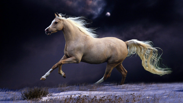 Horse snow night moon majestic free wallpaper for desktop - medium preview image