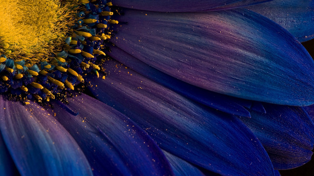 Blue yellow flower macro night free wallpaper for desktop - medium preview image