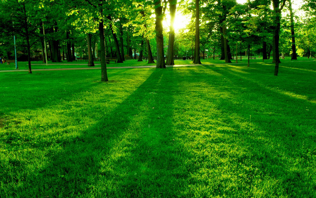 Park green grass trees sunshine free wallpaper for desktop - medium preview image