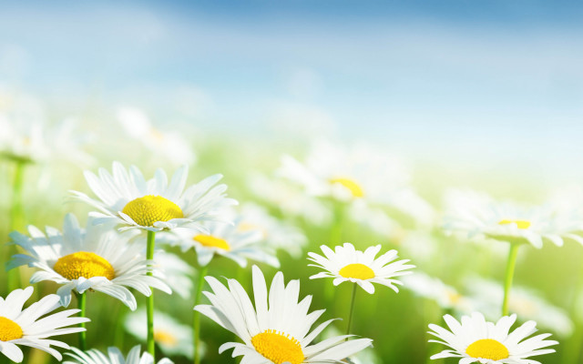 Daisy field flower background white free wallpaper for desktop - medium preview image