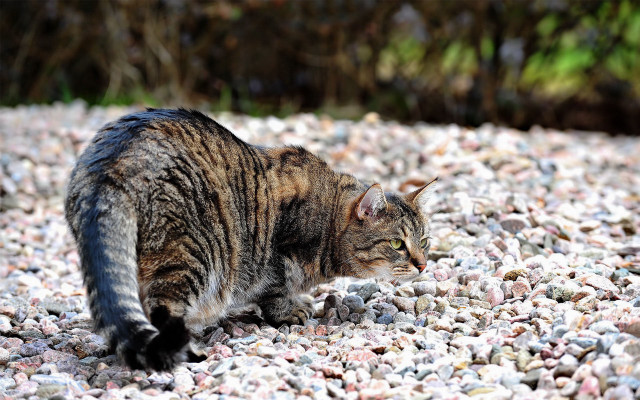 Cat rocks gravel sun blurry free wallpaper for desktop - medium preview image